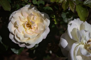 Yakından bakıldığında, beyaz İngiliz gülleri.