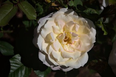 Yakından bakıldığında, beyaz İngiliz gülleri.