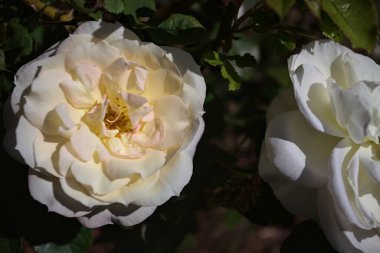 Yakından bakıldığında, beyaz İngiliz gülleri.