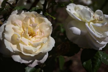 Yakından bakıldığında, beyaz İngiliz gülleri.