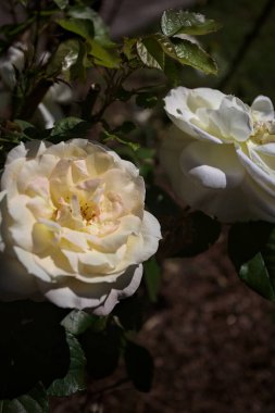 Yakından bakıldığında, beyaz İngiliz gülleri.