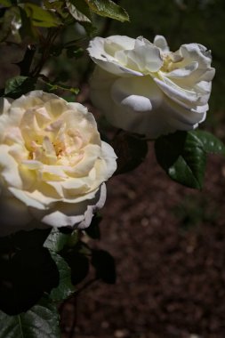 Yakından bakıldığında, beyaz İngiliz gülleri.