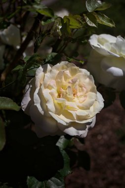 Yakından bakıldığında, beyaz İngiliz gülleri.