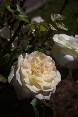 Yakından bakıldığında, beyaz İngiliz gülleri.