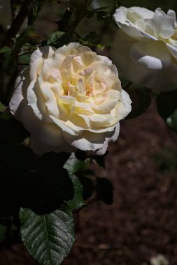 Yakından bakıldığında, beyaz İngiliz gülleri.