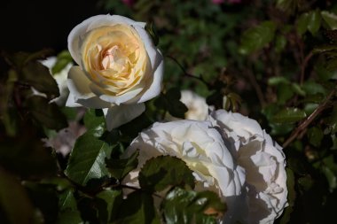 Yakından bakıldığında, beyaz İngiliz gülleri.