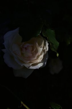 Yakından bakıldığında, beyaz İngiliz gülleri.