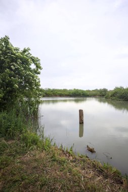 Nehir kıyısında, yanında ahşap bir demirleme direği olan yaşlı bir ağaç tarafından çerçevelenmiş bulutlu bir gökyüzü.