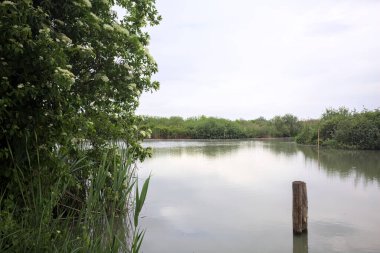 Nehir kıyısında, yanında ahşap bir demirleme direği olan yaşlı bir ağaç tarafından çerçevelenmiş bulutlu bir gökyüzü.