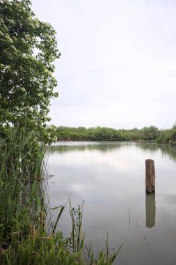 Nehir kıyısında, yanında ahşap bir demirleme direği olan yaşlı bir ağaç tarafından çerçevelenmiş bulutlu bir gökyüzü.
