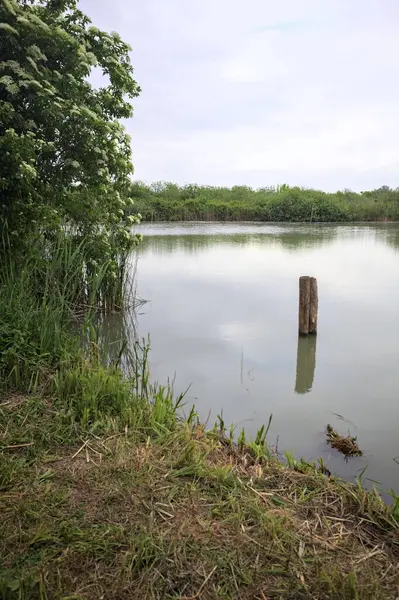 Nehir kıyısında, yanında ahşap bir demirleme direği olan yaşlı bir ağaç tarafından çerçevelenmiş bulutlu bir gökyüzü.