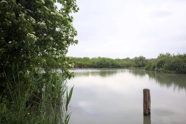 Nehir kıyısında, yanında ahşap bir demirleme direği olan yaşlı bir ağaç tarafından çerçevelenmiş bulutlu bir gökyüzü.