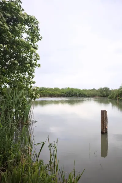 Nehir kıyısında, yanında ahşap bir demirleme direği olan yaşlı bir ağaç tarafından çerçevelenmiş bulutlu bir gökyüzü.