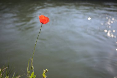 Sahilde çiçek açan gelincik. Arkaplan olarak akan bir nehir var.