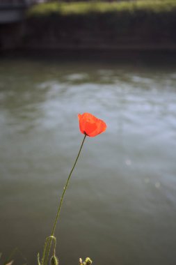 Sahilde çiçek açan gelincik. Arkaplan olarak akan bir nehir var.
