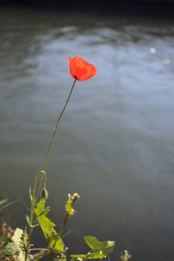 Sahilde çiçek açan gelincik. Arkaplan olarak akan bir nehir var.
