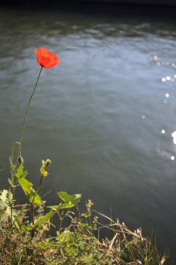 Sahilde çiçek açan gelincik. Arkaplan olarak akan bir nehir var.