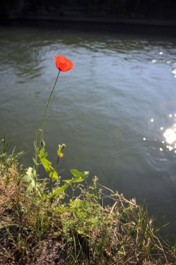 Sahilde çiçek açan gelincik. Arkaplan olarak akan bir nehir var.