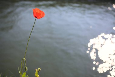 Sahilde çiçek açan gelincik. Arkaplan olarak akan bir nehir var.