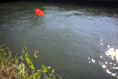 Sahilde çiçek açan gelincik. Arkaplan olarak akan bir nehir var.
