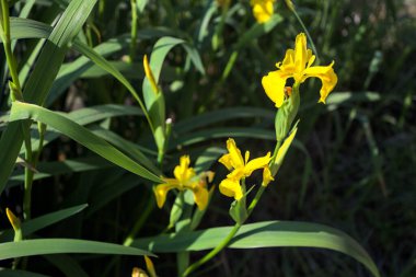 Nehir kıyısında açan sarı irisler. Arka planda güneş ışığı ve akan su var.