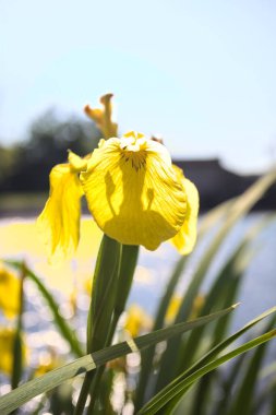 Nehir kıyısında açan sarı irisler. Arka planda güneş ışığı ve akan su var.