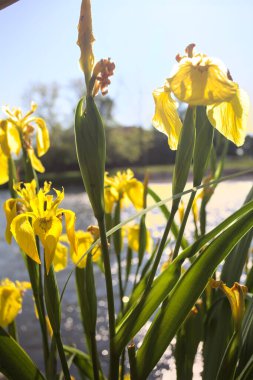 Nehir kıyısında açan sarı irisler. Arka planda güneş ışığı ve akan su var.