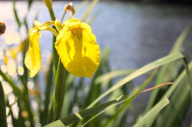 Nehir kıyısında açan sarı irisler. Arka planda güneş ışığı ve akan su var.