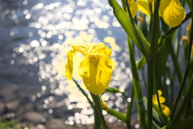Nehir kıyısında açan sarı irisler. Arka planda güneş ışığı ve akan su var.