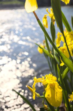 Nehir kıyısında açan sarı irisler. Arka planda güneş ışığı ve akan su var.