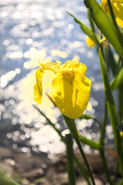 Nehir kıyısında açan sarı irisler. Arka planda güneş ışığı ve akan su var.