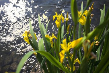Nehir kıyısında açan sarı irisler. Arka planda güneş ışığı ve akan su var.