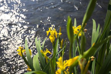 Nehir kıyısında açan sarı irisler. Arka planda güneş ışığı ve akan su var.