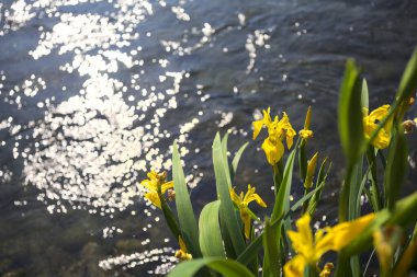 Nehir kıyısında açan sarı irisler. Arka planda güneş ışığı ve akan su var.