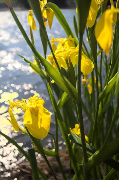 Nehir kıyısında açan sarı irisler. Arka planda güneş ışığı ve akan su var.