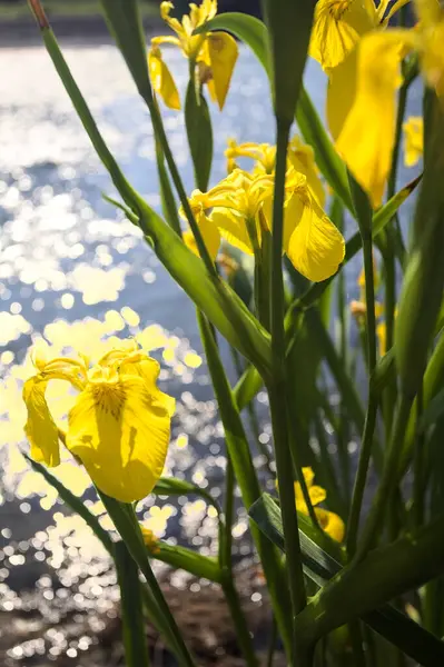 Nehir kıyısında açan sarı irisler. Arka planda güneş ışığı ve akan su var.