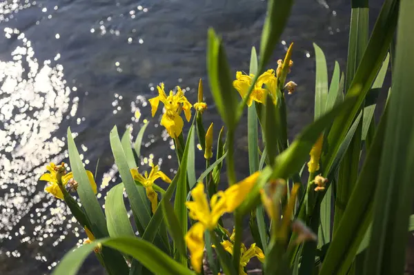 Nehir kıyısında açan sarı irisler. Arka planda güneş ışığı ve akan su var.