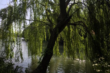 Güneş tarafından aydınlatılan akarsu üzerindeki ağlayan bir söğüt ağacı.