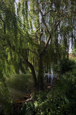 Güneş tarafından aydınlatılan akarsu üzerindeki ağlayan bir söğüt ağacı.