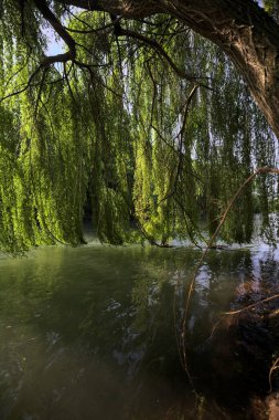 Güneş tarafından aydınlatılan akarsu üzerindeki ağlayan bir söğüt ağacı.