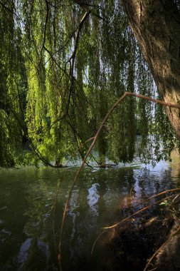Güneş tarafından aydınlatılan akarsu üzerindeki ağlayan bir söğüt ağacı.