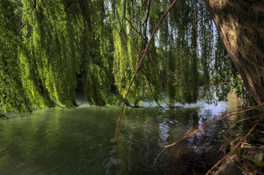 Güneş tarafından aydınlatılan akarsu üzerindeki ağlayan bir söğüt ağacı.