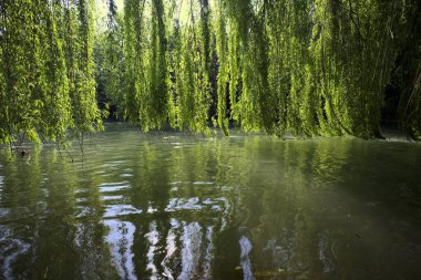 Güneş tarafından aydınlatılan akarsu üzerindeki ağlayan bir söğüt ağacı.