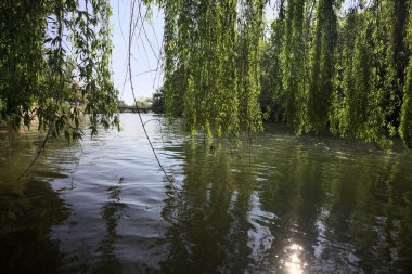 Güneş tarafından aydınlatılan akarsu üzerindeki ağlayan bir söğüt ağacı.