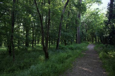Çimenli olanla İtalyan kırsalındaki bir parktaki orijinal toprak arasındaki gölgeden ayrılın.