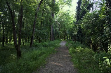 Çimenli olanla İtalyan kırsalındaki bir parktaki orijinal toprak arasındaki gölgeden ayrılın.