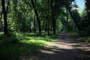Çimenli olanla İtalyan kırsalındaki bir parktaki orijinal toprak arasındaki gölgeden ayrılın.
