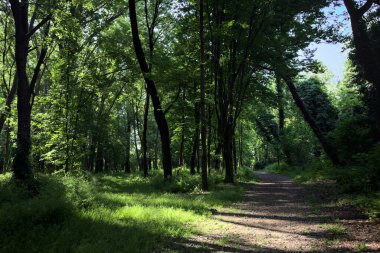 Çimenli olanla İtalyan kırsalındaki bir parktaki orijinal toprak arasındaki gölgeden ayrılın.