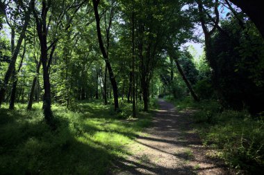 Çimenli olanla İtalyan kırsalındaki bir parktaki orijinal toprak arasındaki gölgeden ayrılın.