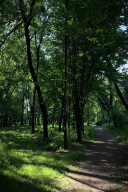 Çimenli olanla İtalyan kırsalındaki bir parktaki orijinal toprak arasındaki gölgeden ayrılın.